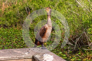 FL-Everglades National Park-Anhinga Trail