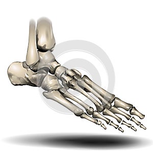 Toe Skeleton - Human Anatomy - Healthcare - Science photo