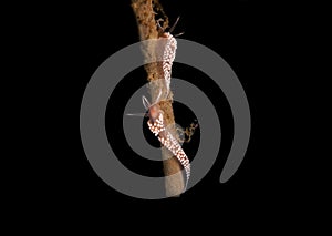 Flabelina Verrucosa Nudibranch