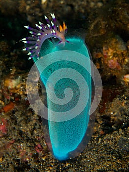 Flabellina exoptata