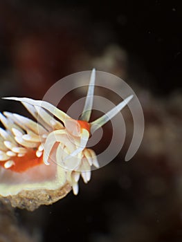 Flabellina Nudi Branch Close-up shot