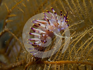 Flabellina