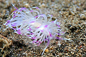 Flabellina Rubrolineata