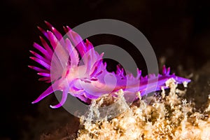 Flabellina rubrolineata Nudibranch, Sea Slug