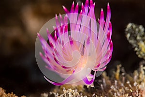 Flabellina rubrolineata Nudibranch, Sea Slug