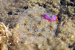 Flabellina Sea Slug, Crystal Cove, Newport Beach, California