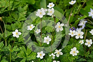 Flaccid anemone with neat white flowers in the garden. photo