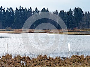 Flach lake or Flachsee in the natural protection zone Aargau Reuss river plain Naturschutzzone Aargauische Auen in der Reussebene
