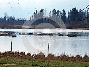 Flach lake or Flachsee in the natural protection zone Aargau Reuss river plain Naturschutzzone Aargauische Auen in der Reussebene