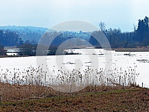 Flach lake or Flachsee in the natural protection zone Aargau Reuss river plain Naturschutzzone Aargauische Auen in der Reussebene