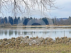 Flach lake or Flachsee in the natural protection zone Aargau Reuss river plain Naturschutzzone Aargauische Auen in der Reussebene