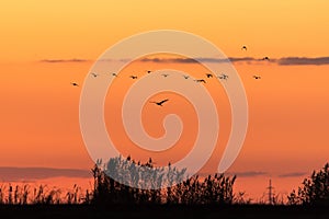 Flack of birds flying high up in the sky during a golden hour at sunset