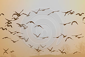 Flack of greylag geese flying on a foggy day