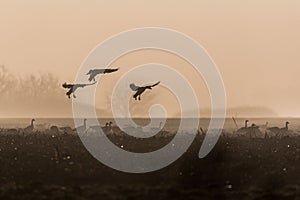 Flack of greylag geese flying over a field on a foggy day