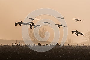 Flack of greylag geese flying over a field on a foggy day