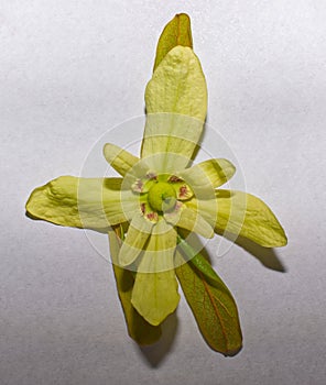 Flag, Bigflower, or Scrub Pawpaw - Asimina obovata bloom, blossom, flower opened up to show inside, on white background