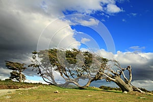 Flag tree in Terra del Fuego