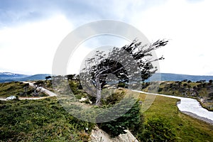 flag tree in Tierra Del Fuego, bent by the strong wind, Patagon photo