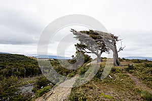 flag tree in Tierra Del Fuego, bent by the strong wind, Patagon photo