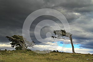 Flag trees in Patagonia, Argentina