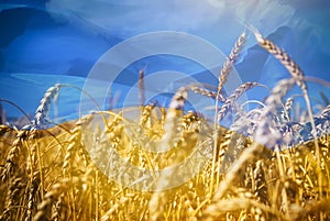 Flag of Ukraine and field of gold wheat under sky