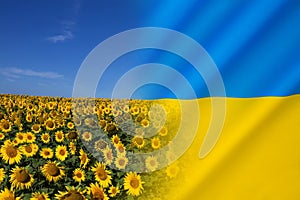 Flag of Ukraine - Sunflower - National Flower of Ukraine