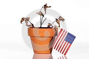 Flag of usa or united states in a flowerpot with drought flower