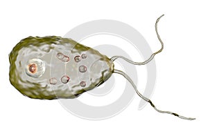 Flagellate form of the parasite Naegleria fowleri