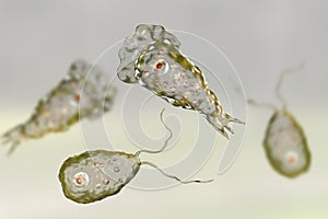 Flagellate form of the parasite Naegleria fowleri