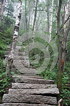 Flagging in Forest photo