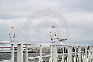 Flagpoles with flags of different countries, port navigation and a seagull at the foreground at port of Peterhof