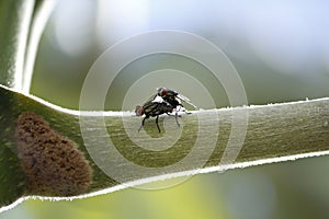 Flagrant crossing of flies on tree