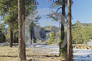 Flagstaff Arizona forest and snow