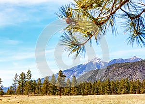 Flagstaff Arizona Mountains and Pine Trees