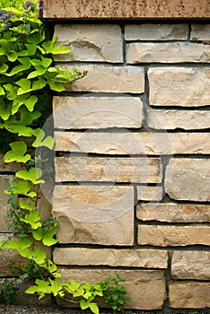 Flagstone wall with climbing ivy