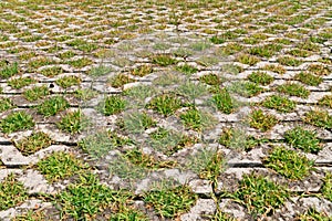 Flagstones with green grasses patern photo