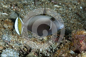 Flagtail Triggerfish Sufflamen chrysopterum