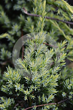 Flaky Juniper Holger