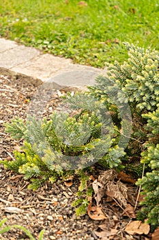 Flaky juniper or Juniperus Squamata plant in Zurich in Switzerland photo