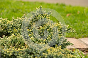 Flaky juniper or Juniperus Squamata plant in Zurich in Switzerland photo