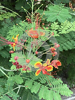 Flam-boyant or The Flame Tree or Peacock flower. photo