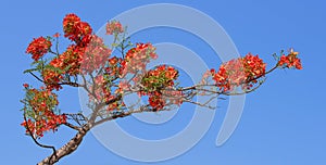 Flam-boyant, The Flame Tree, Royal Poinciana on blue background