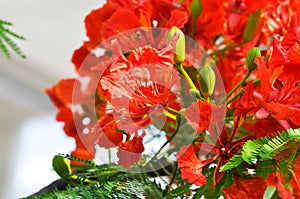 Flam boyant, The Flame tree or Royal poinciana or Delonix regia Hook Raf or FABACEAE or LEGUMINOSAE or CAESALPINIOIDEAE or photo