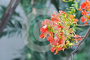 Flam boyant, The Flame tree or Royal poinciana or Delonix regia Hook Raf or FABACEAE or LEGUMINOSAE or CAESALPINIOIDEAE or photo