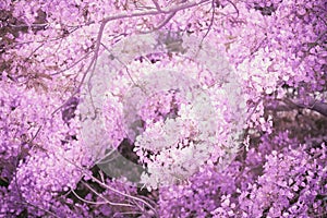 Flam-boyant flower background