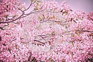 Flam-boyant flower background