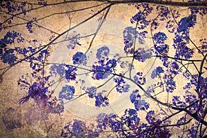 Flam-boyant flower background