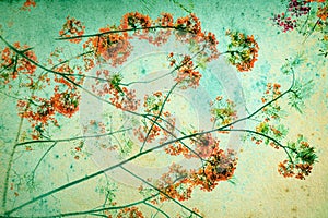 Flam-boyant flower background