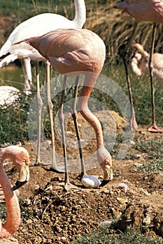 FLAMANT ROSE phoenicopterus ruber roseus