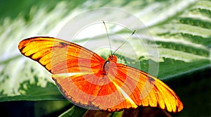 Flambeau butterfly